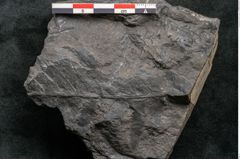 Foto (Detailansicht) von Asplenium hochstetteri Unger (NHMW-GEO-2024-0188-10303)
